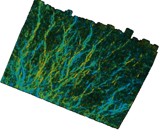 tree roots in GPR data